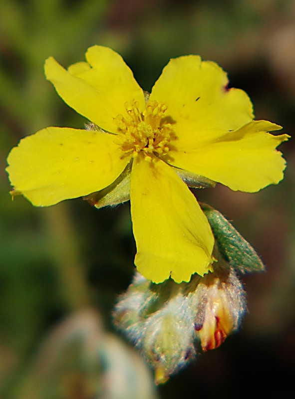 Image of genus Helianthemum specimen.