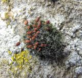 genus Grimmia