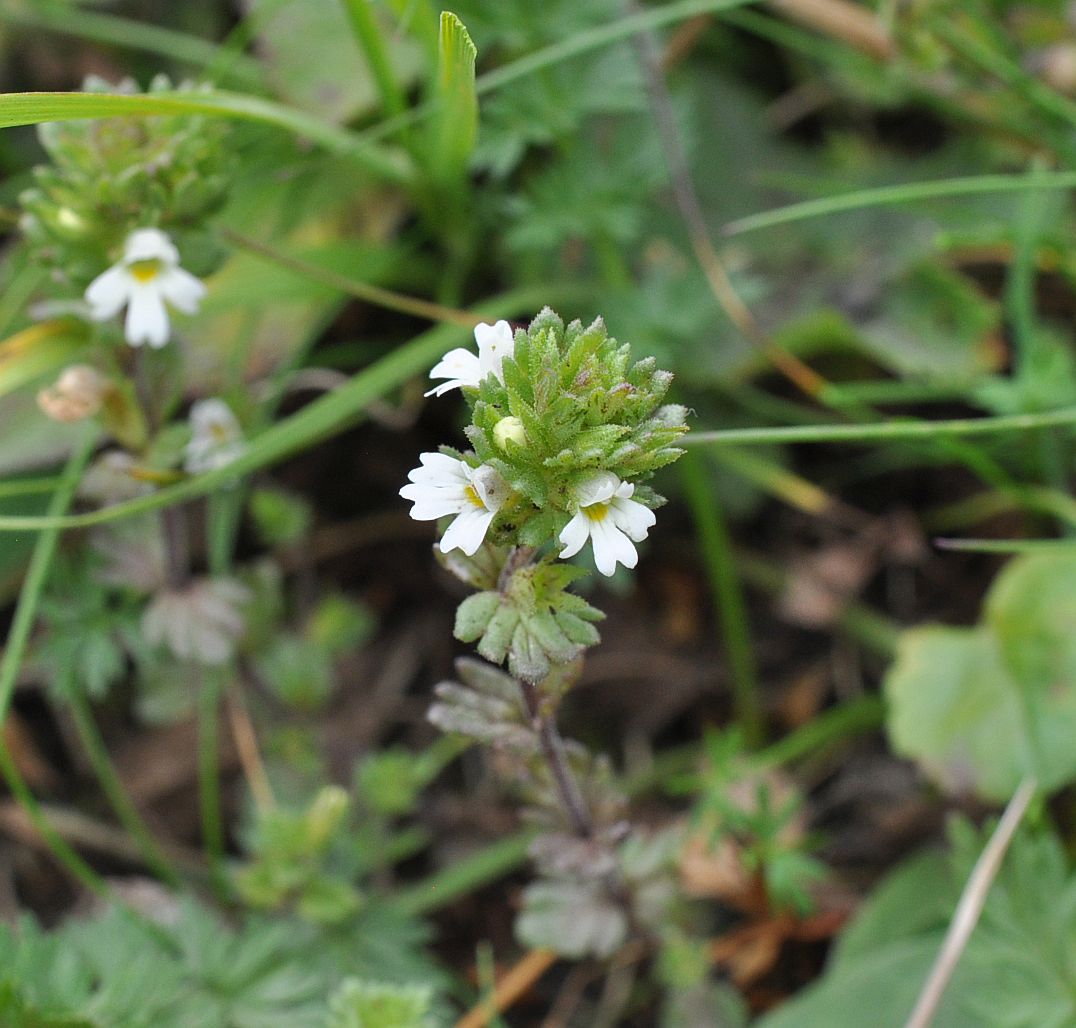 Изображение особи род Euphrasia.