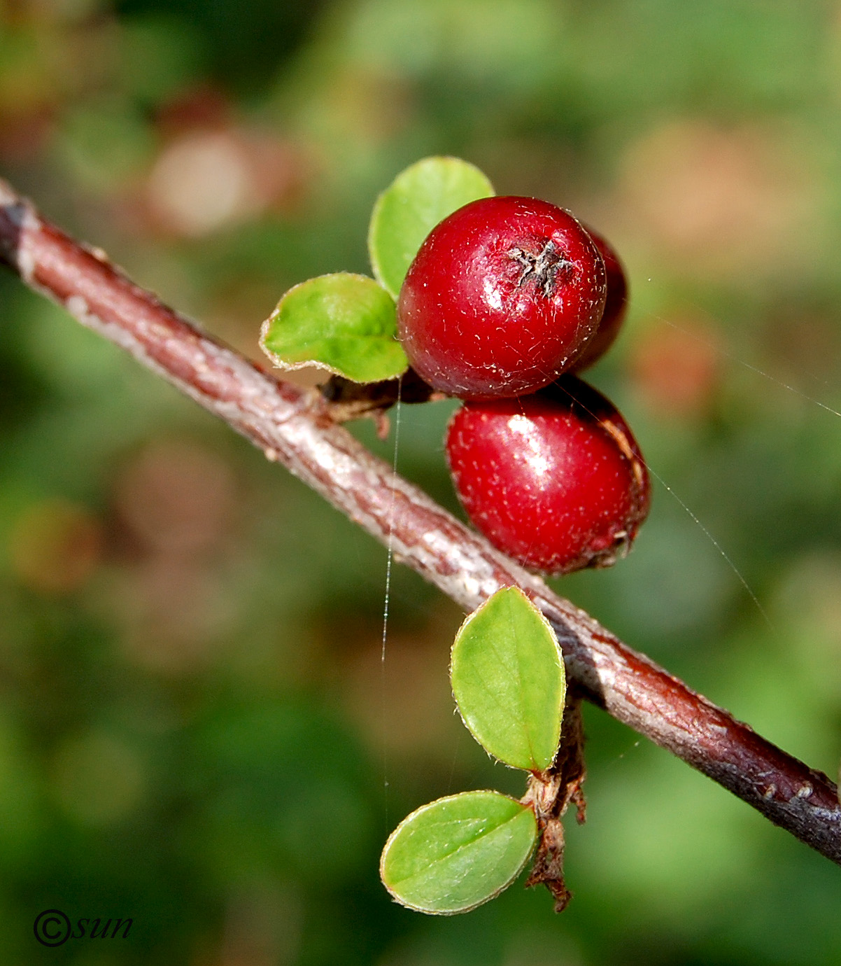 Image of Cotoneaster dammeri specimen.