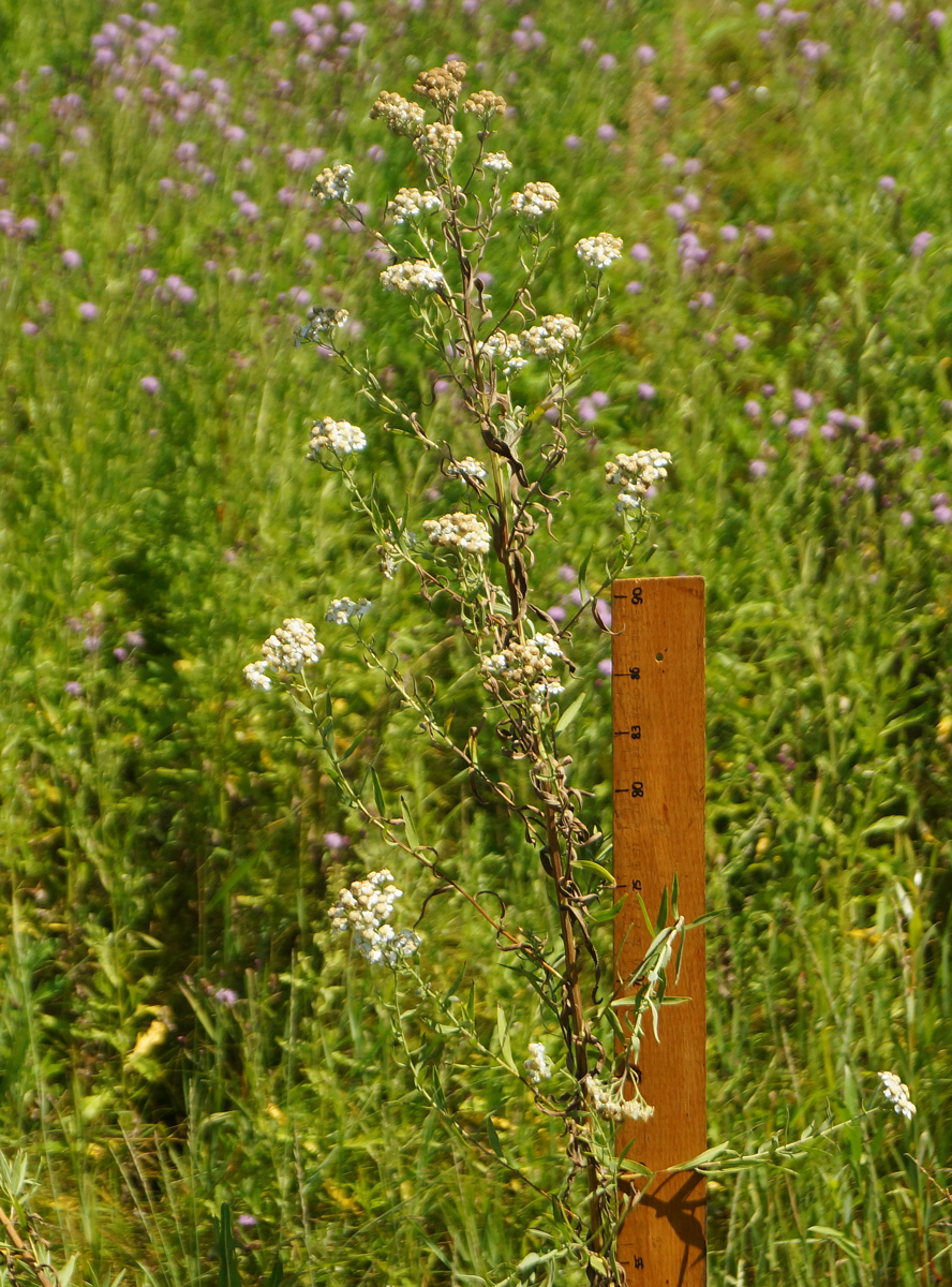 Image of Achillea cartilaginea specimen.