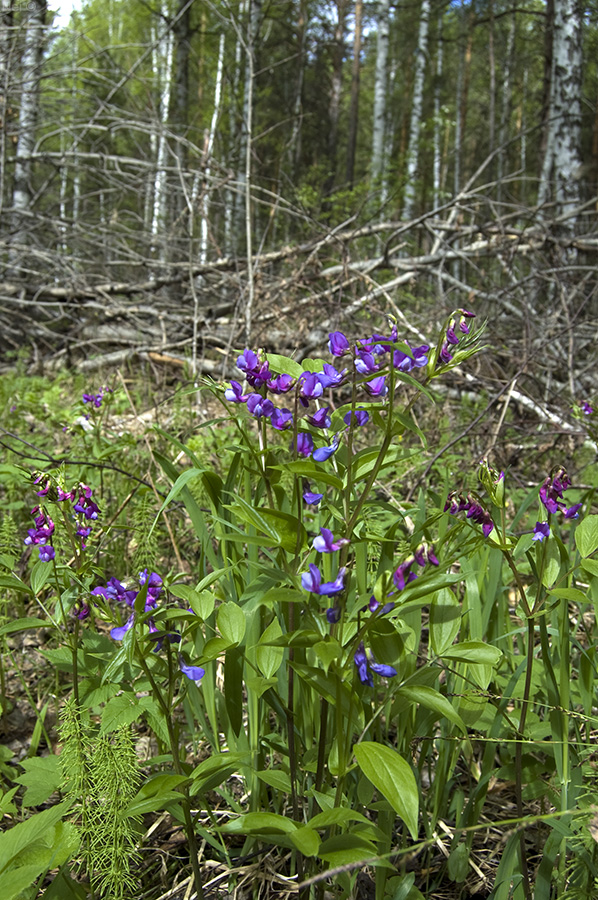 Image of Lathyrus vernus specimen.