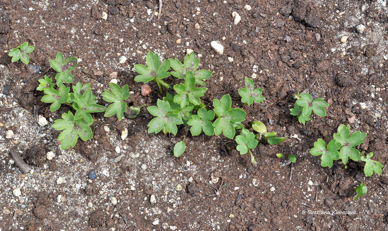 Image of Aconitum lamarckii specimen.