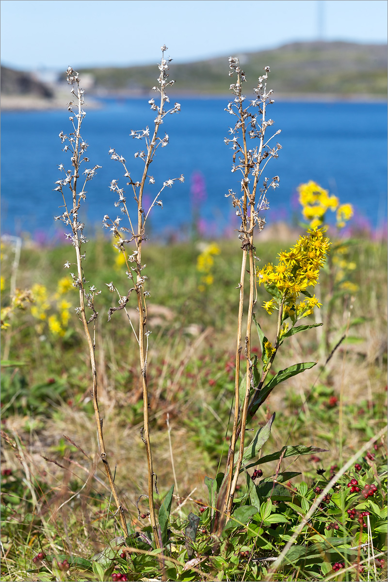 Image of Solidago virgaurea ssp. lapponica specimen.