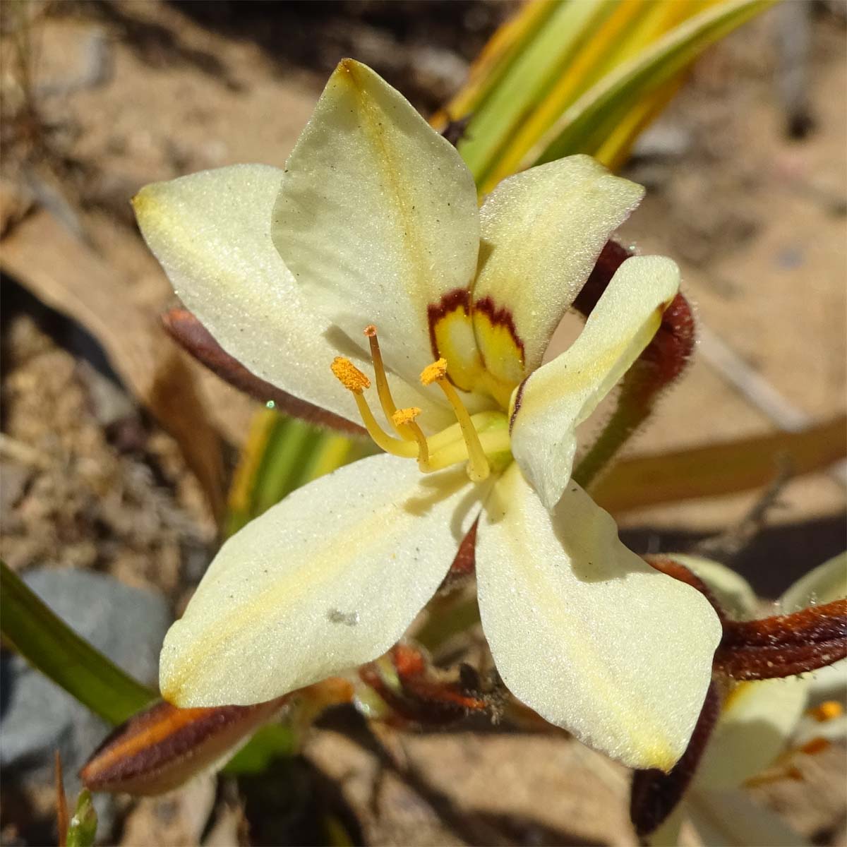 Image of Wachendorfia paniculata specimen.