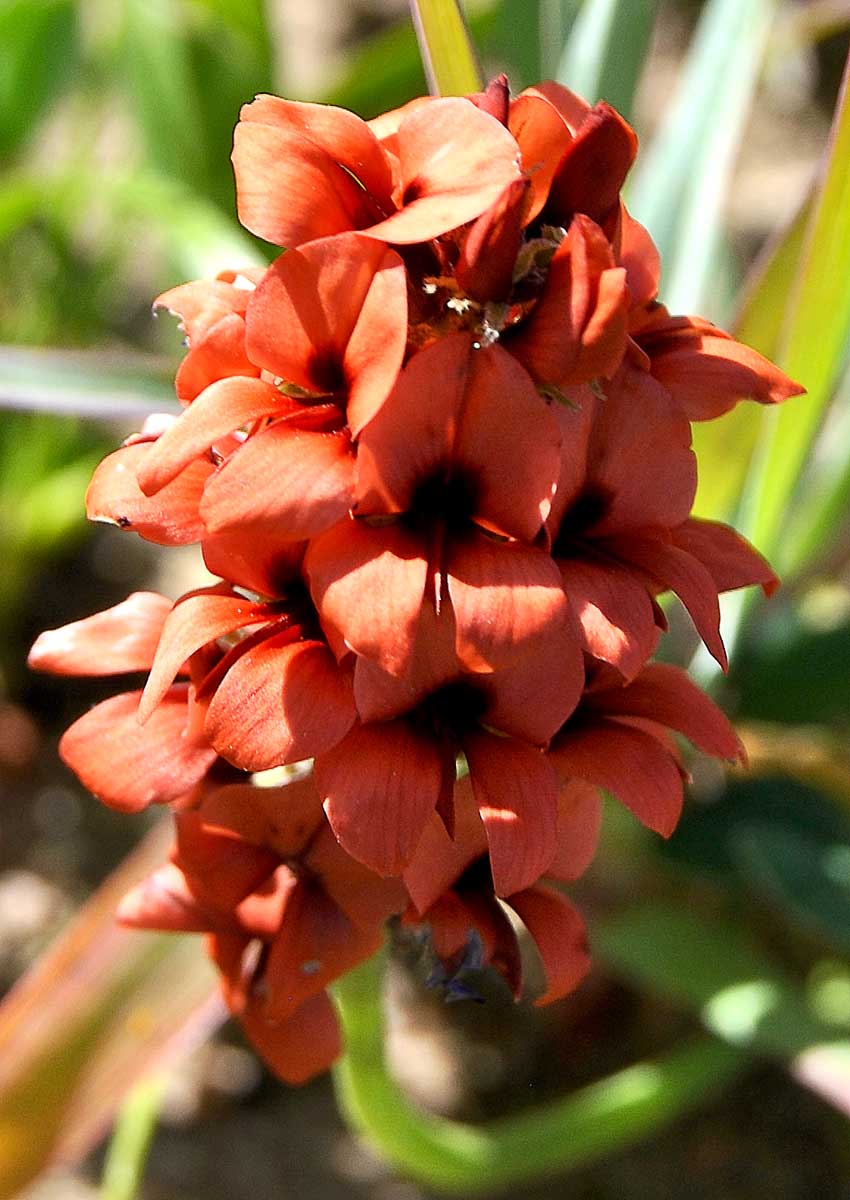 Image of Indigofera procumbens specimen.