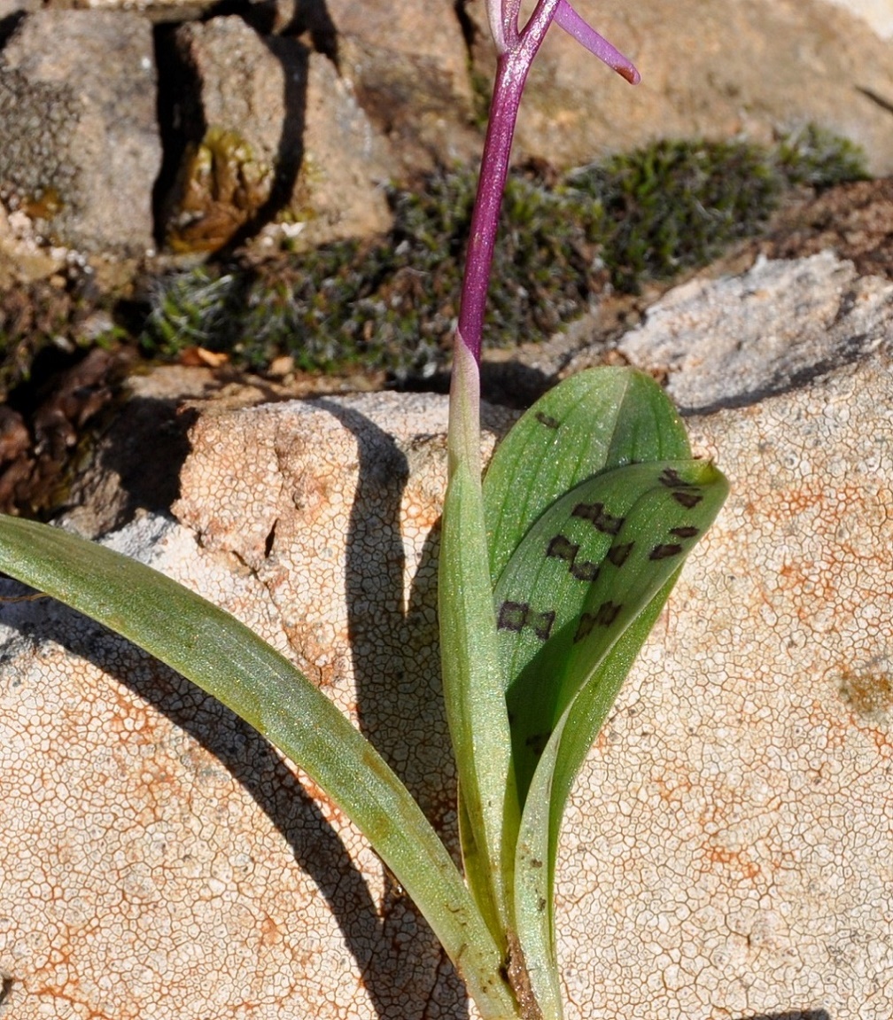 Изображение особи Orchis anatolica.
