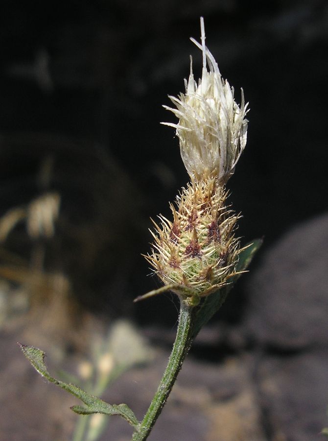 Image of Centaurea diffusa specimen.