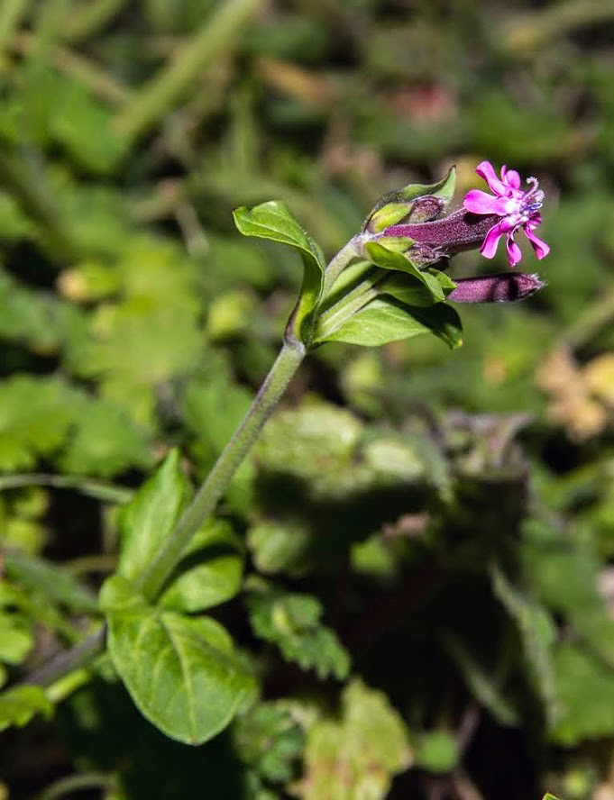 Image of Silene aegyptiaca specimen.