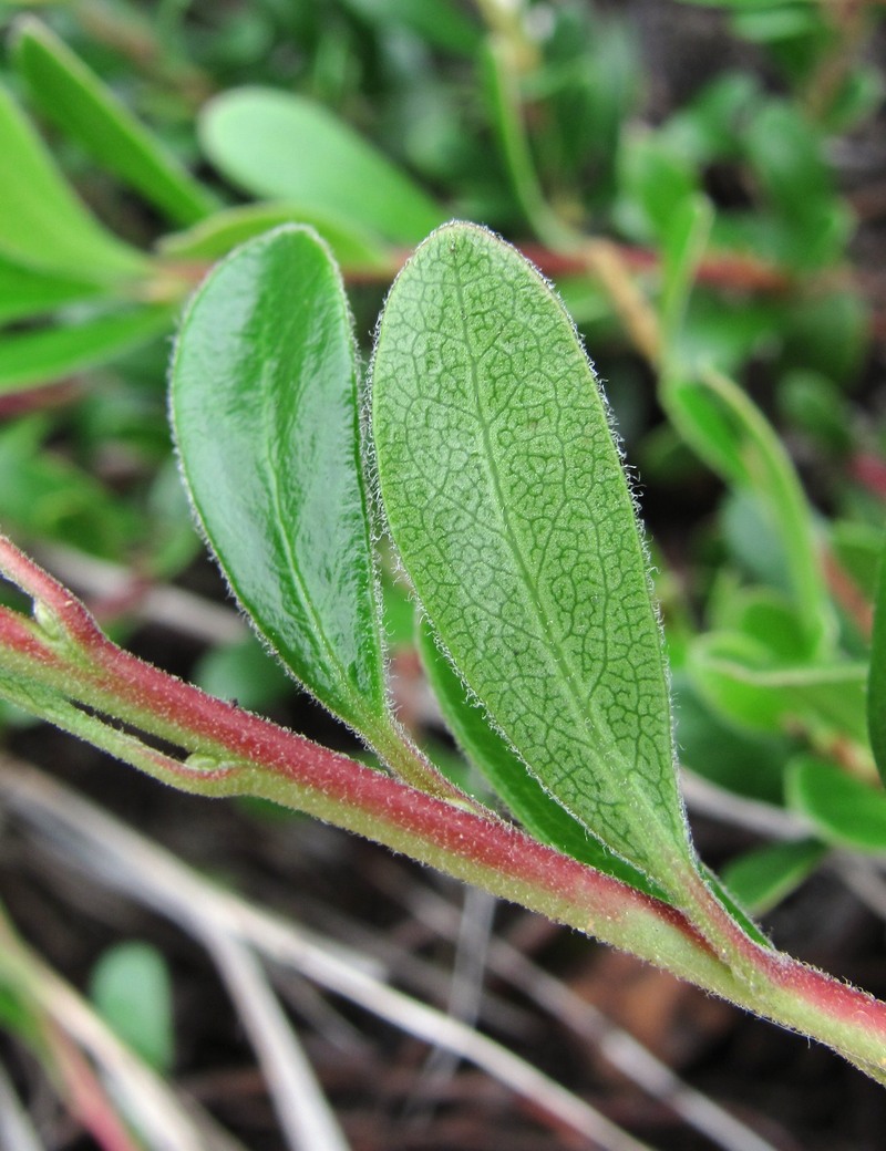 Image of Arctostaphylos uva-ursi specimen.