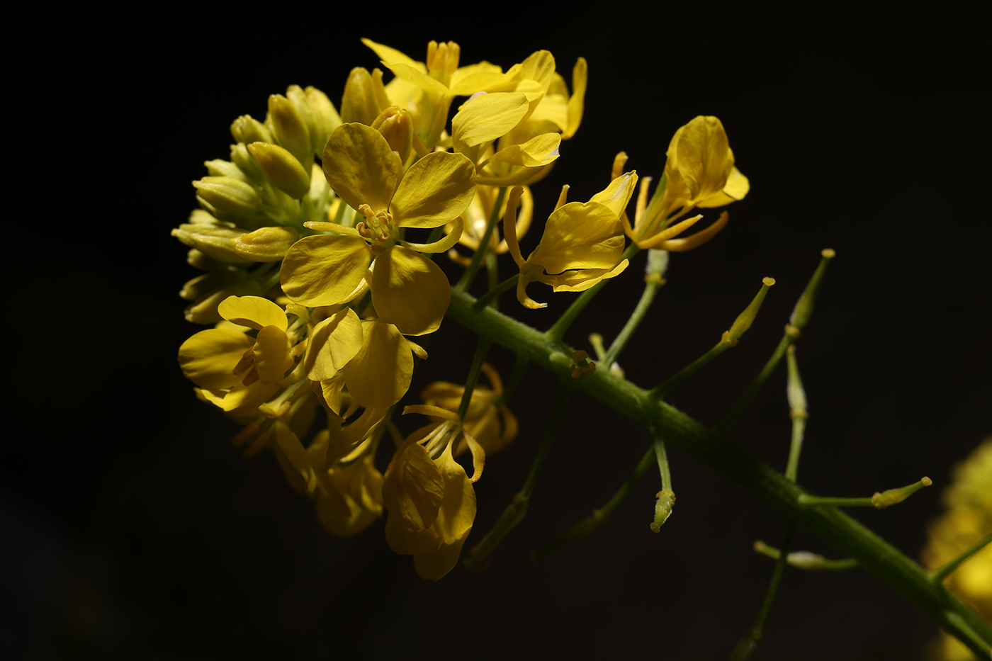 Image of genus Sinapis specimen.