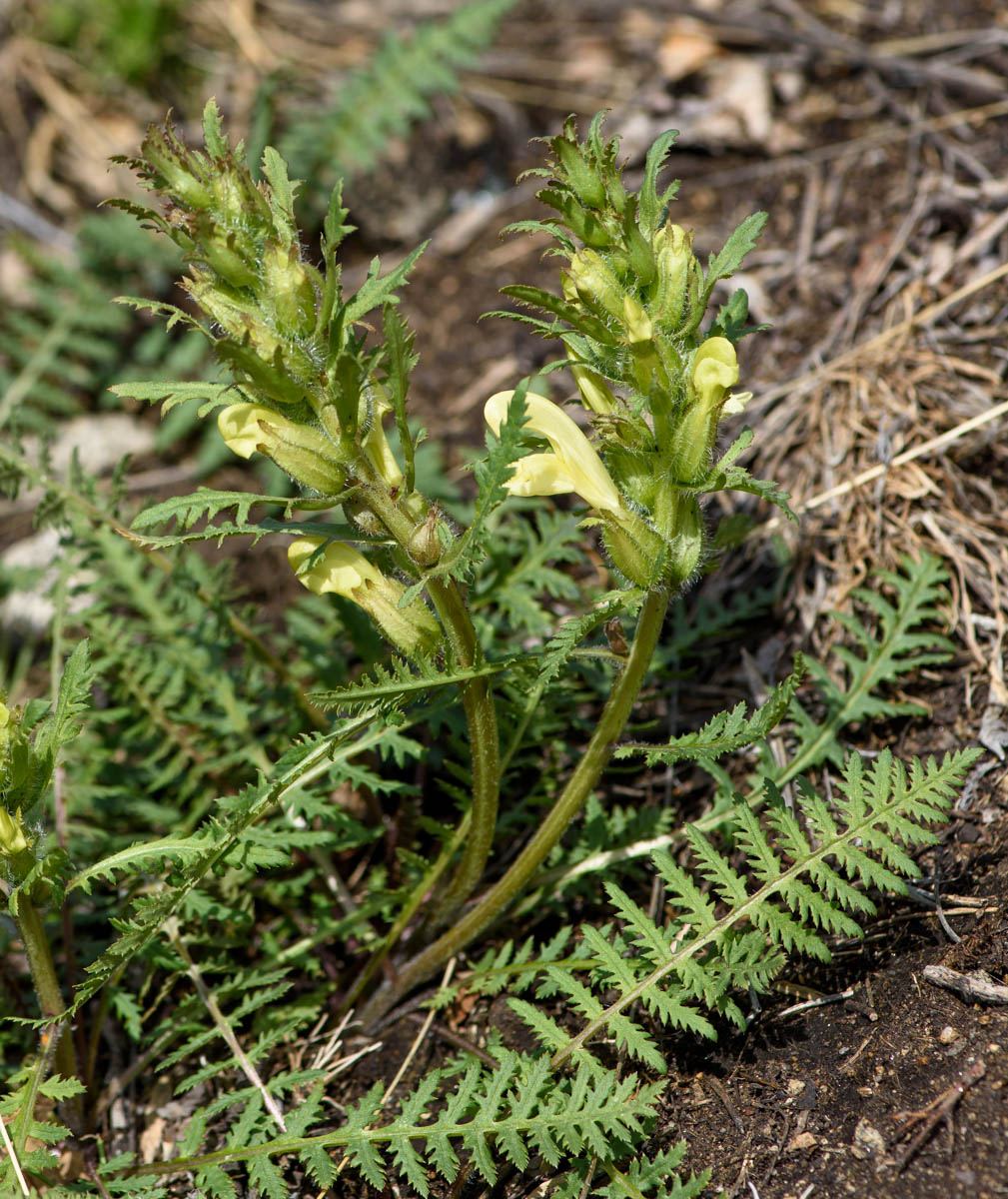 Image of Pedicularis physocalyx specimen.