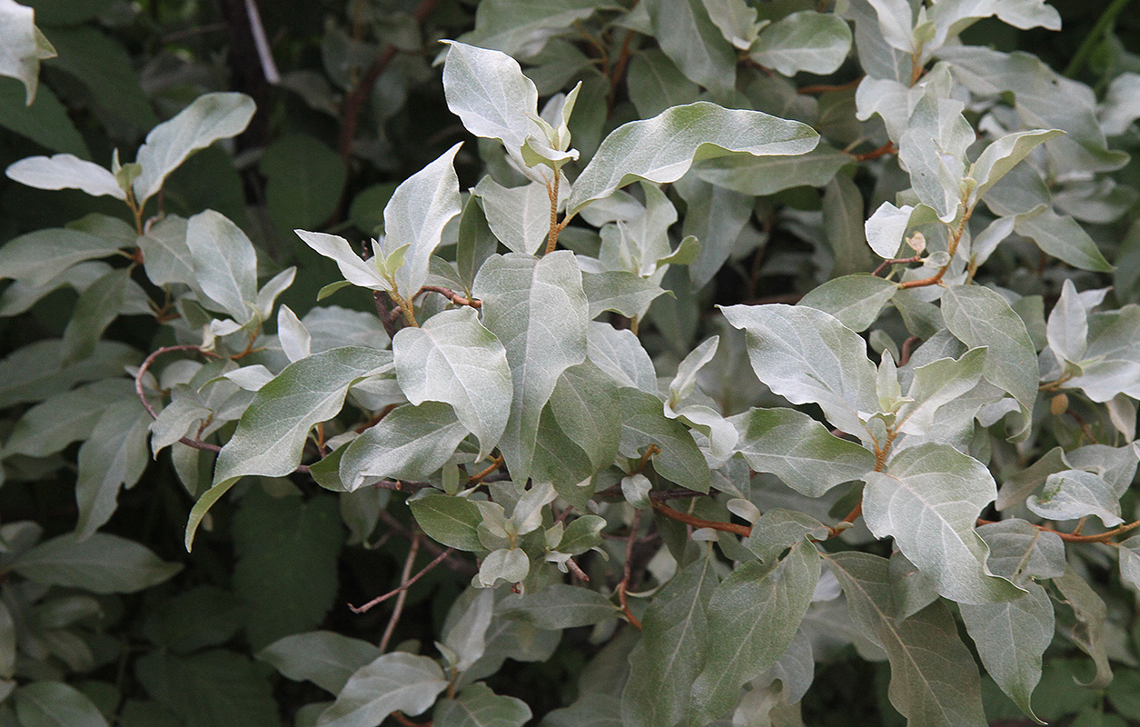 Image of Elaeagnus commutata specimen.