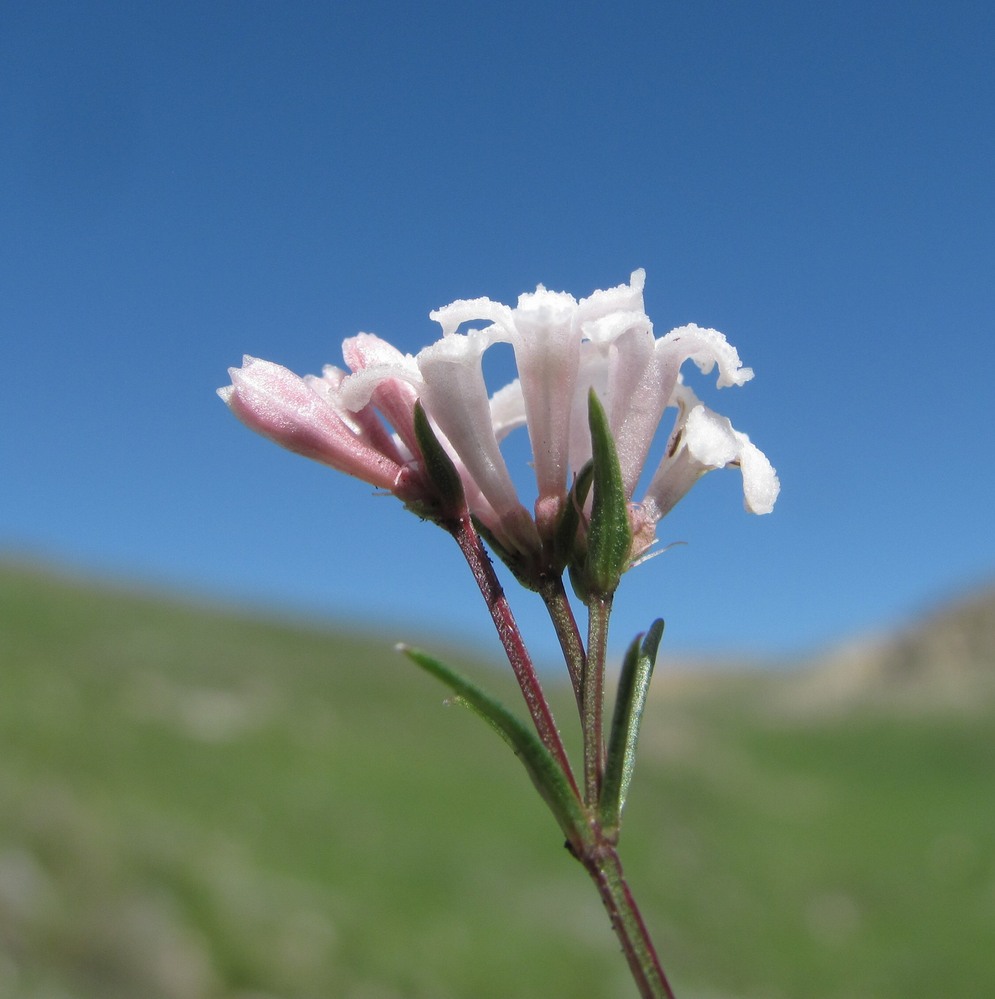 Image of genus Asperula specimen.