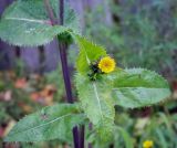 Sonchus asper