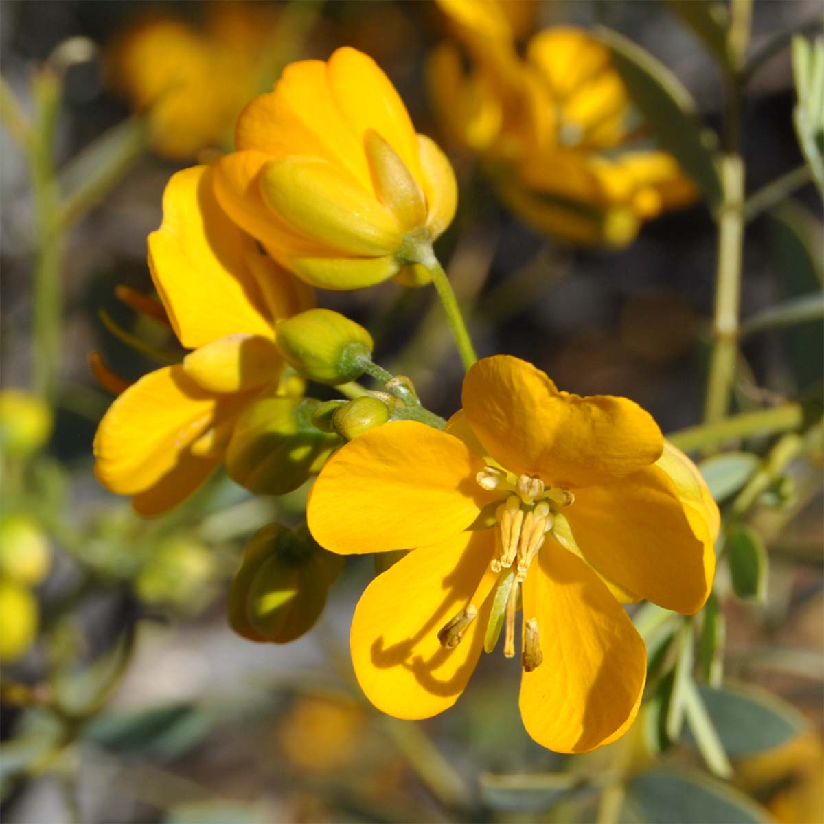 Image of Senna cumingii var. coquimbensis specimen.