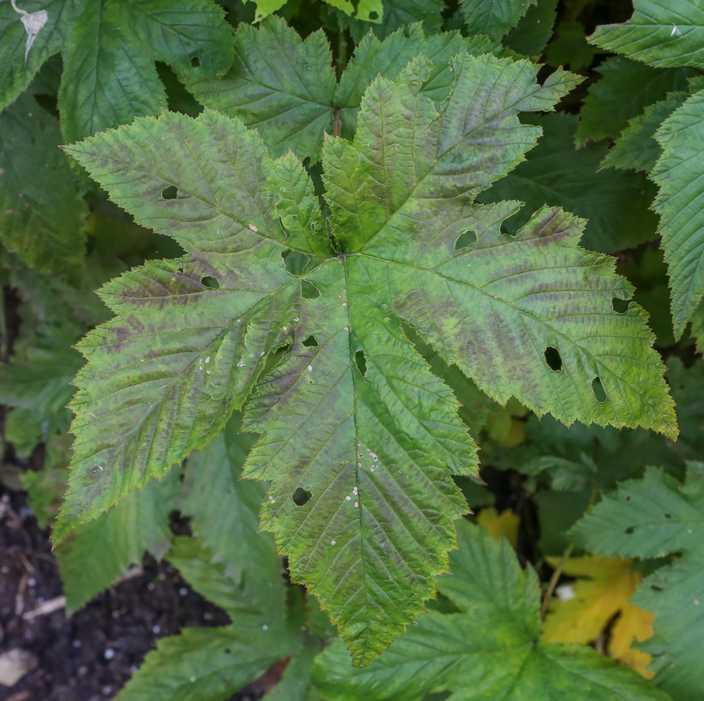 Image of Filipendula palmata specimen.