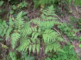 Pteridium pinetorum subspecies sibiricum. Растения на обочине дороги. Красноярский край, окр. г. Красноярск, заповедник \"Столбы\", смешанный лес. 13.08.2018.