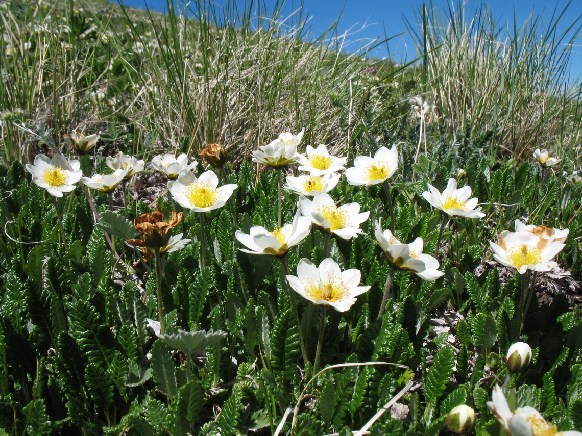 Изображение особи Dryas oxyodonta.