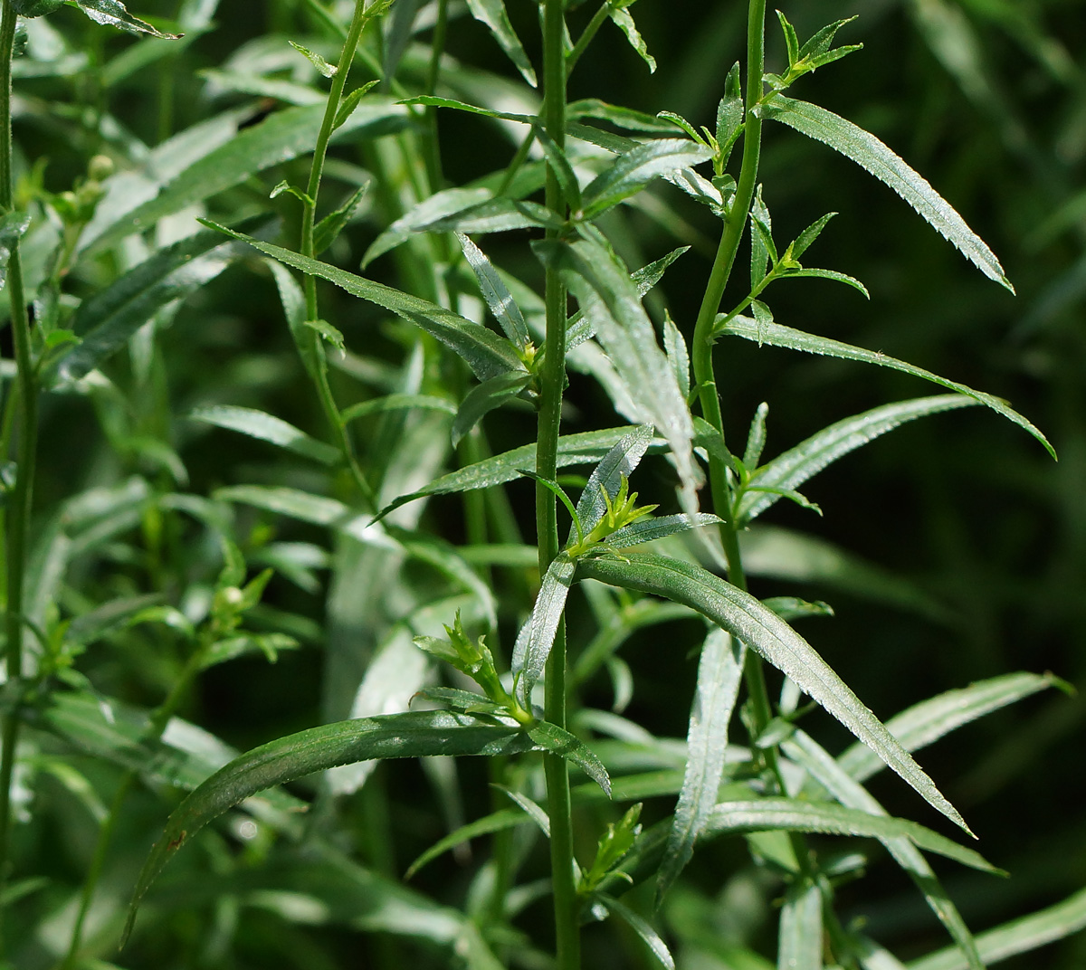 Изображение особи Achillea ptarmica var. multiplex.