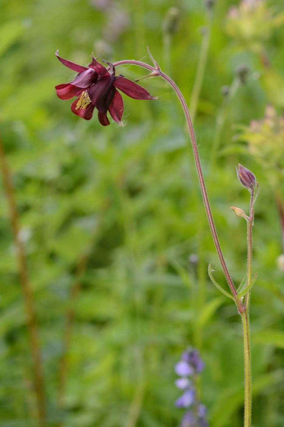 Изображение особи Aquilegia atrovinosa.