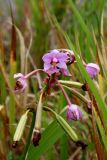 Spathoglottis plicata