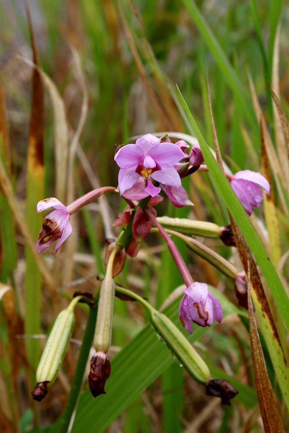 Image of Spathoglottis plicata specimen.