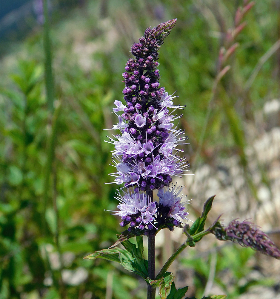 Image of Mentha spicata specimen.