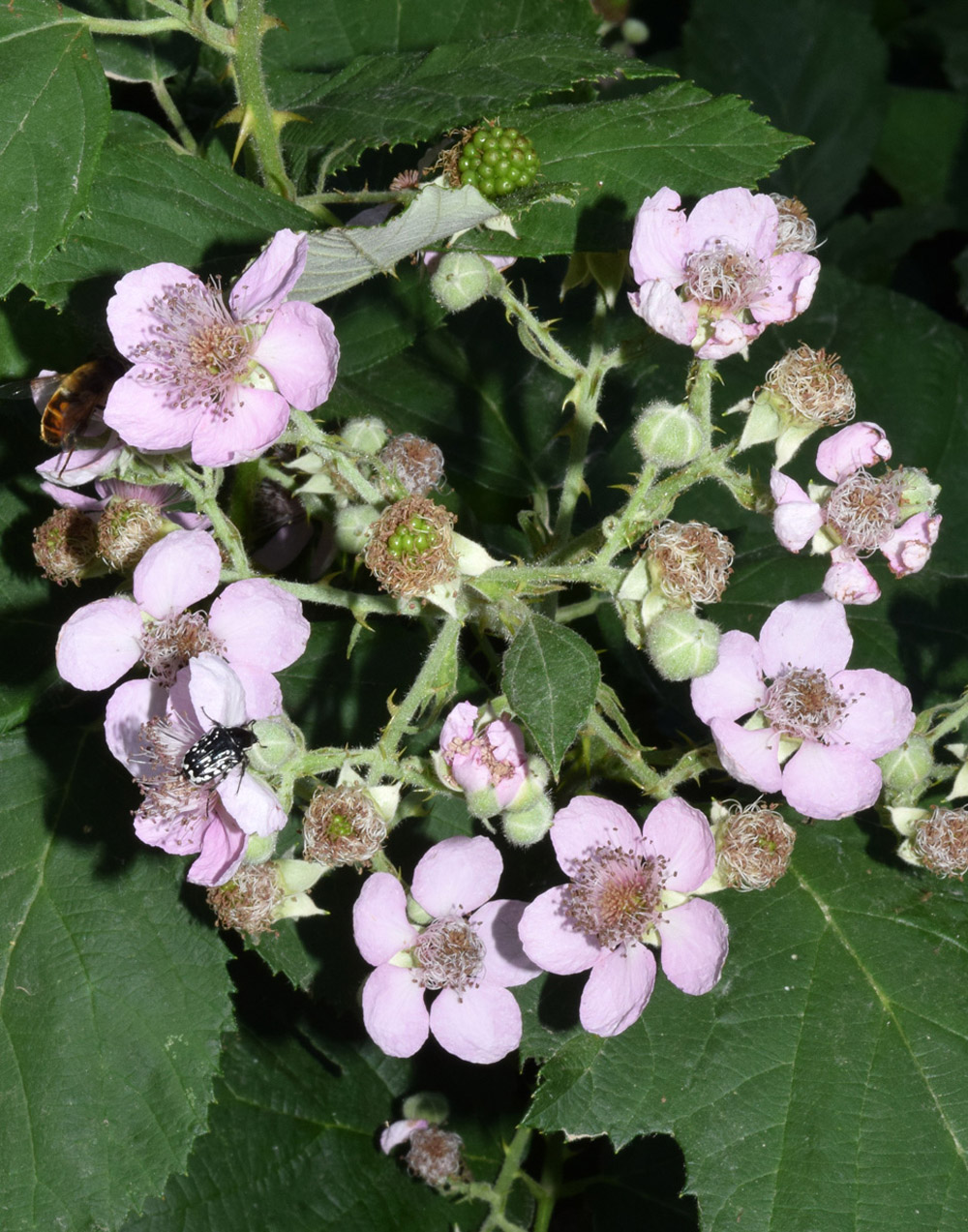 Image of Rubus sanctus specimen.