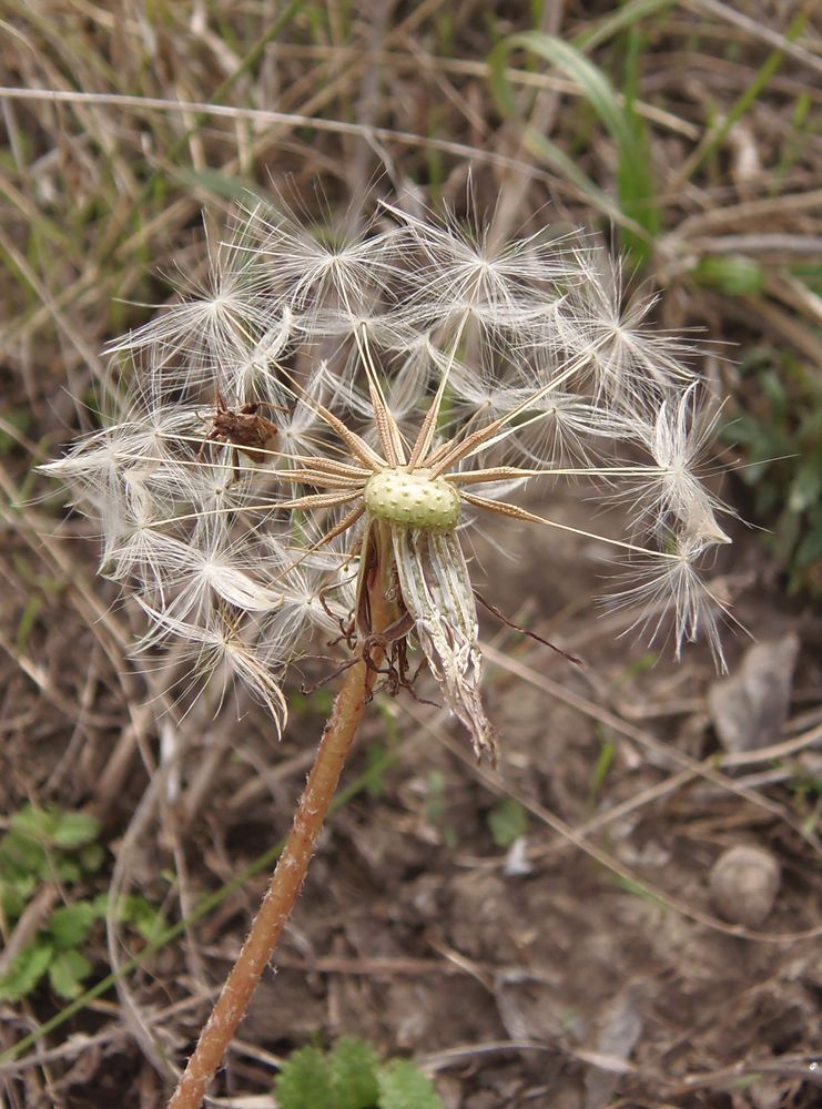 Image of Taraxacum serotinum specimen.