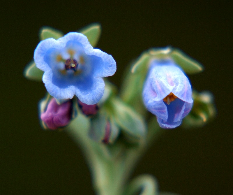 Изображение особи Mertensia maritima.