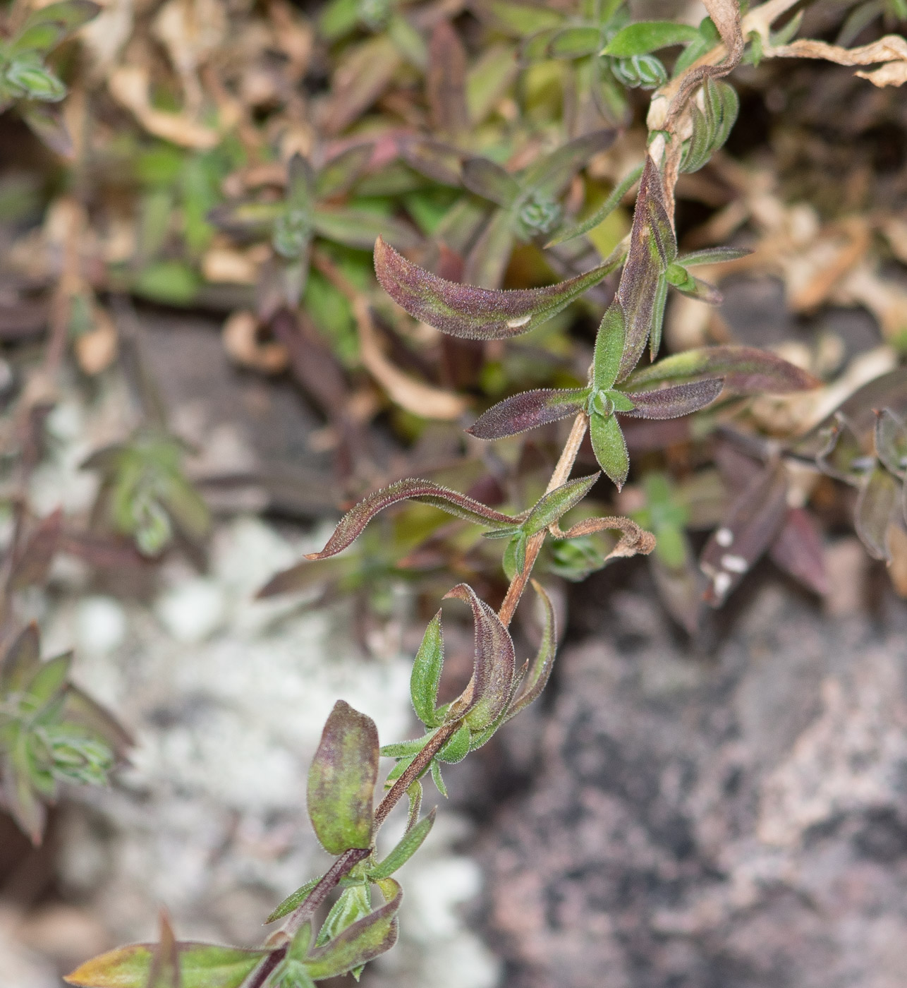 Изображение особи Arenaria soratensis.