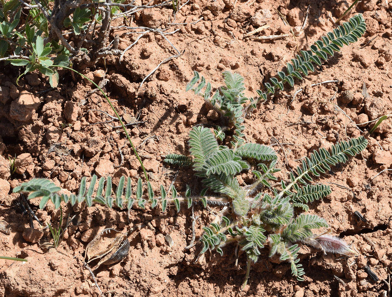 Изображение особи Astragalus atrovinosus.