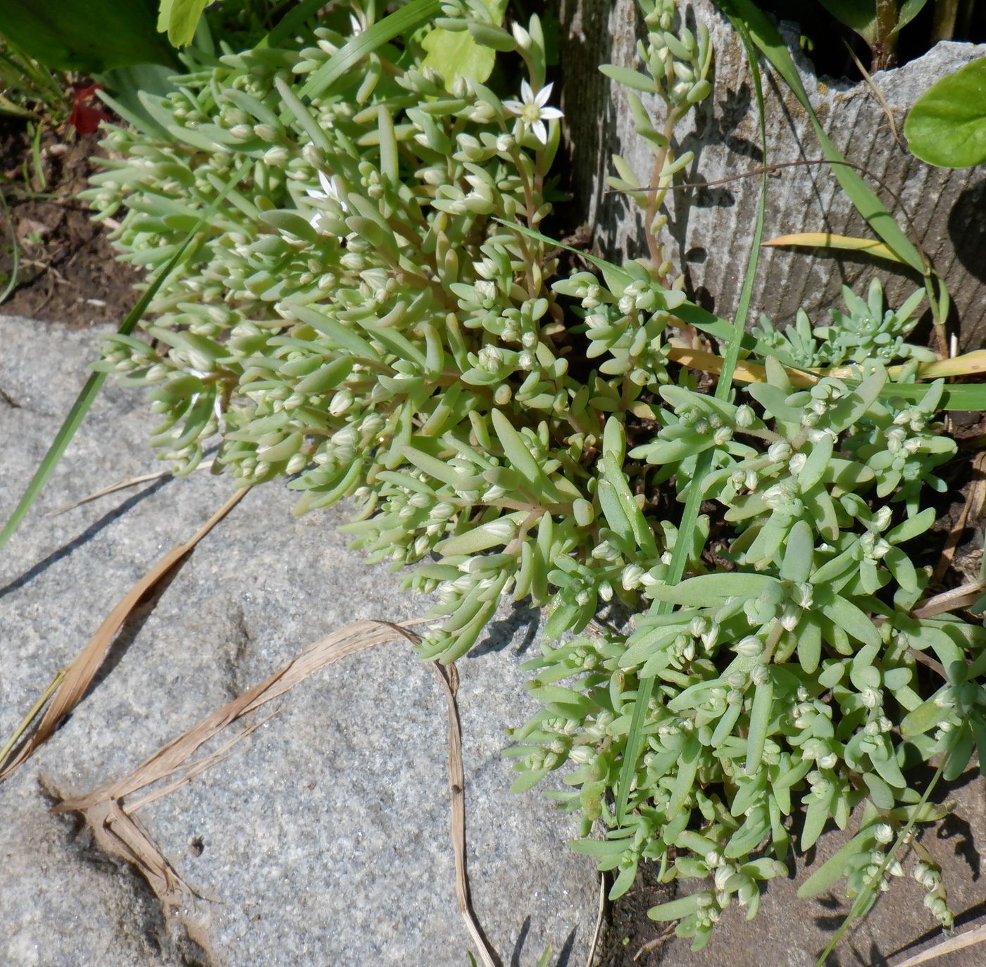 Image of Sedum hispanicum specimen.