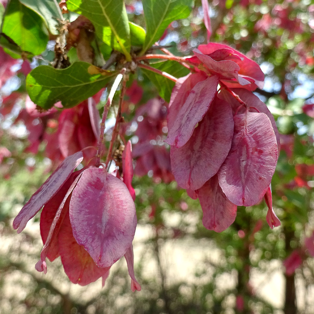 Image of Terminalia prunioides specimen.