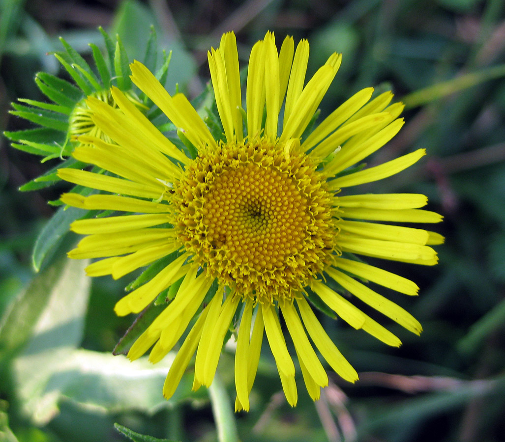 Image of Inula britannica specimen.