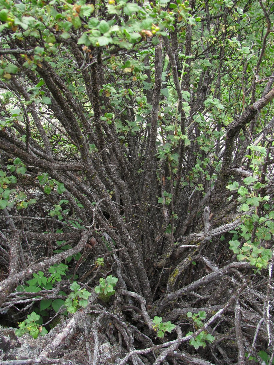 Image of Ribes orientale specimen.