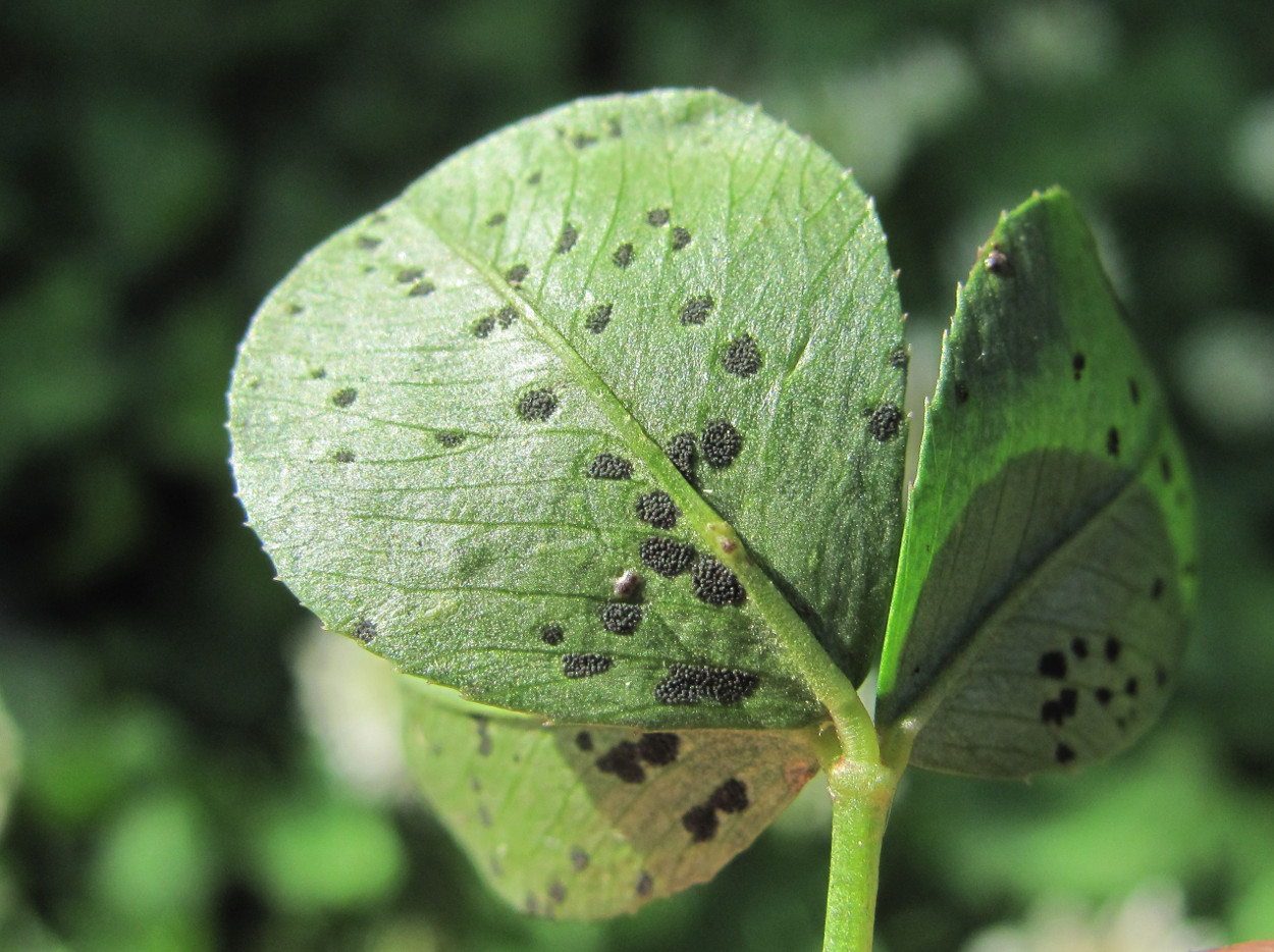 Изображение особи Trifolium repens.