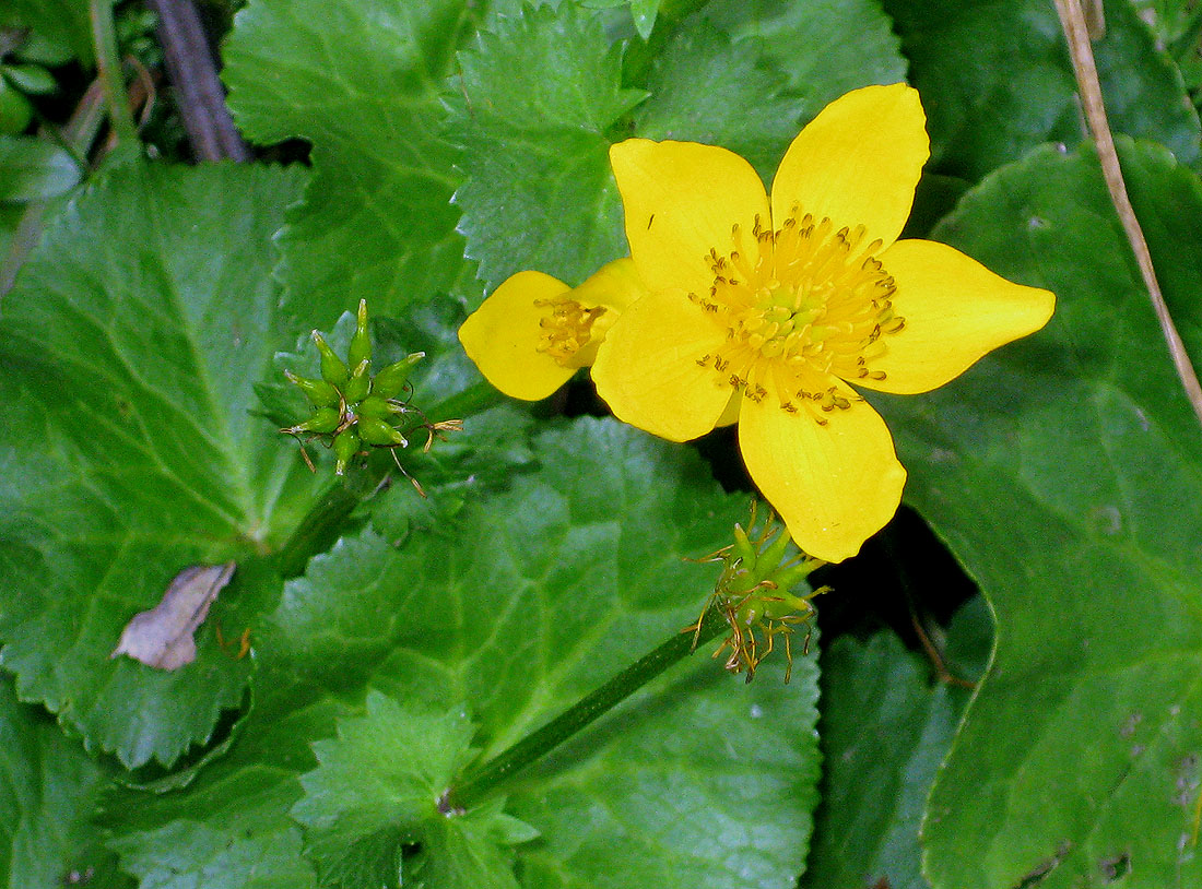 Изображение особи Caltha palustris.