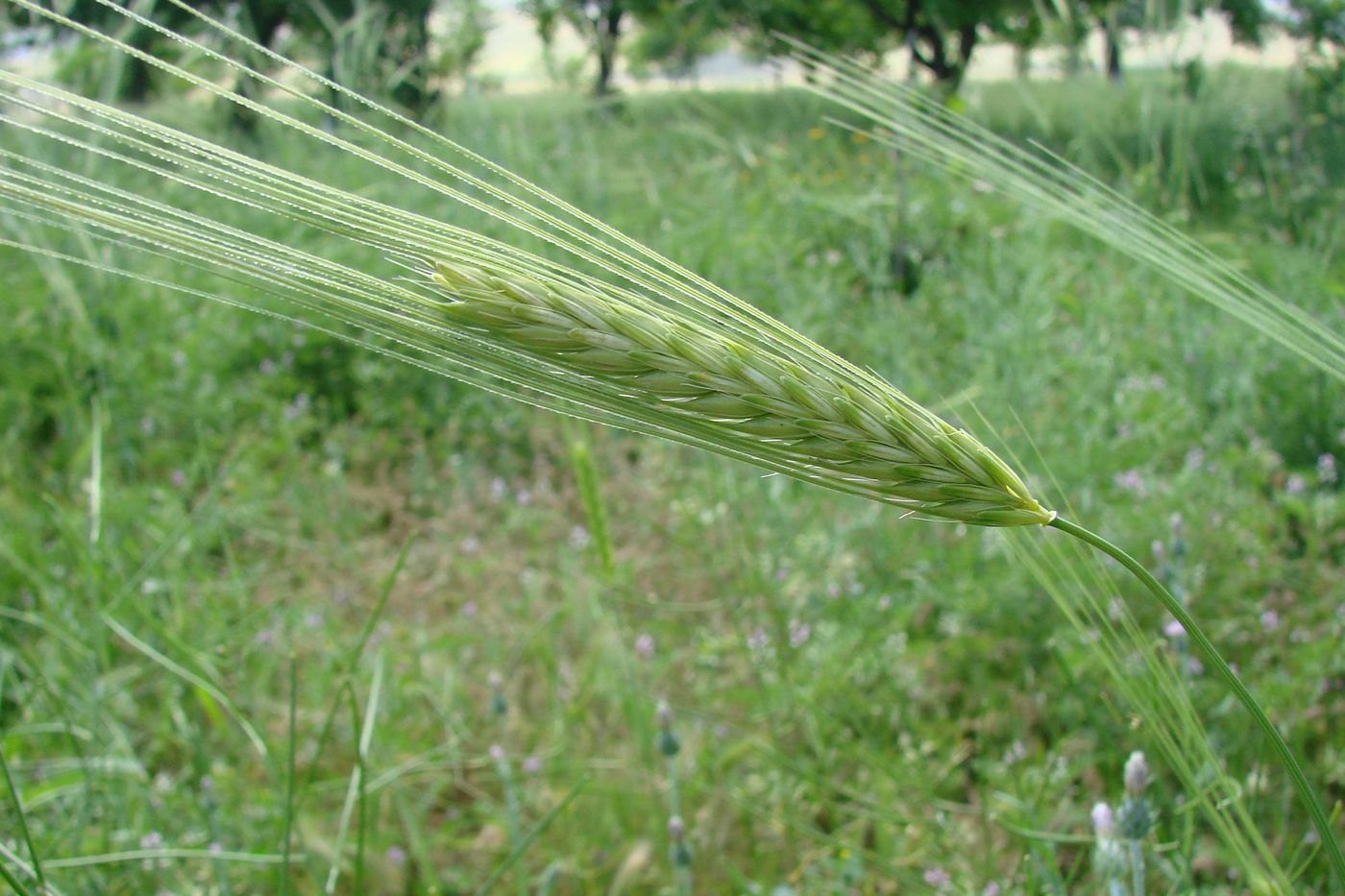 Image of Hordeum spontaneum specimen.