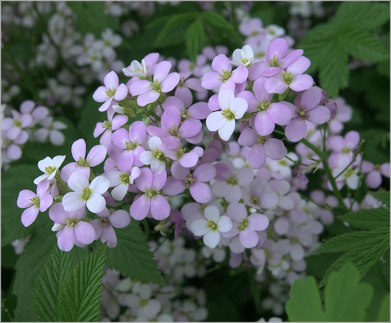 Image of Arabis &times; arendsii specimen.