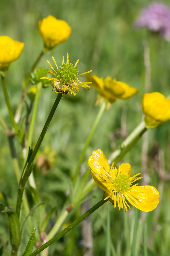 Image of Ranunculus constantinopolitanus specimen.