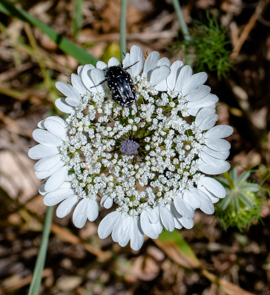 Изображение особи Artedia squamata.