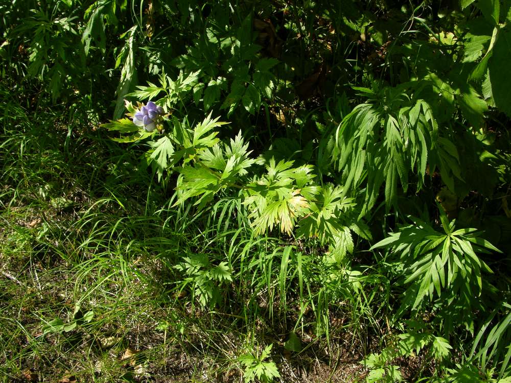 Image of Aconitum maximum specimen.