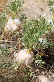 Astragalus pterocephalus