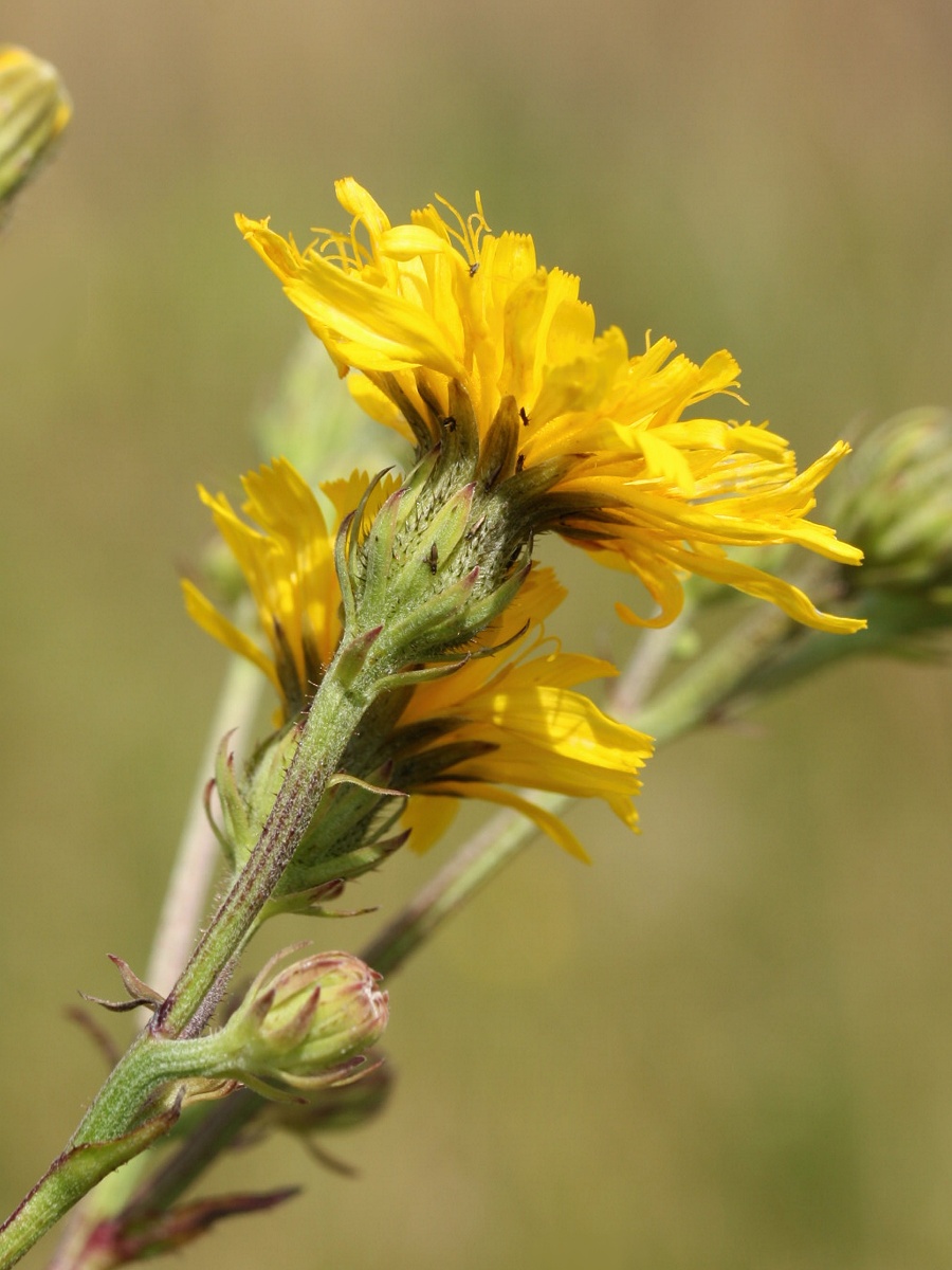 Image of Picris hieracioides specimen.