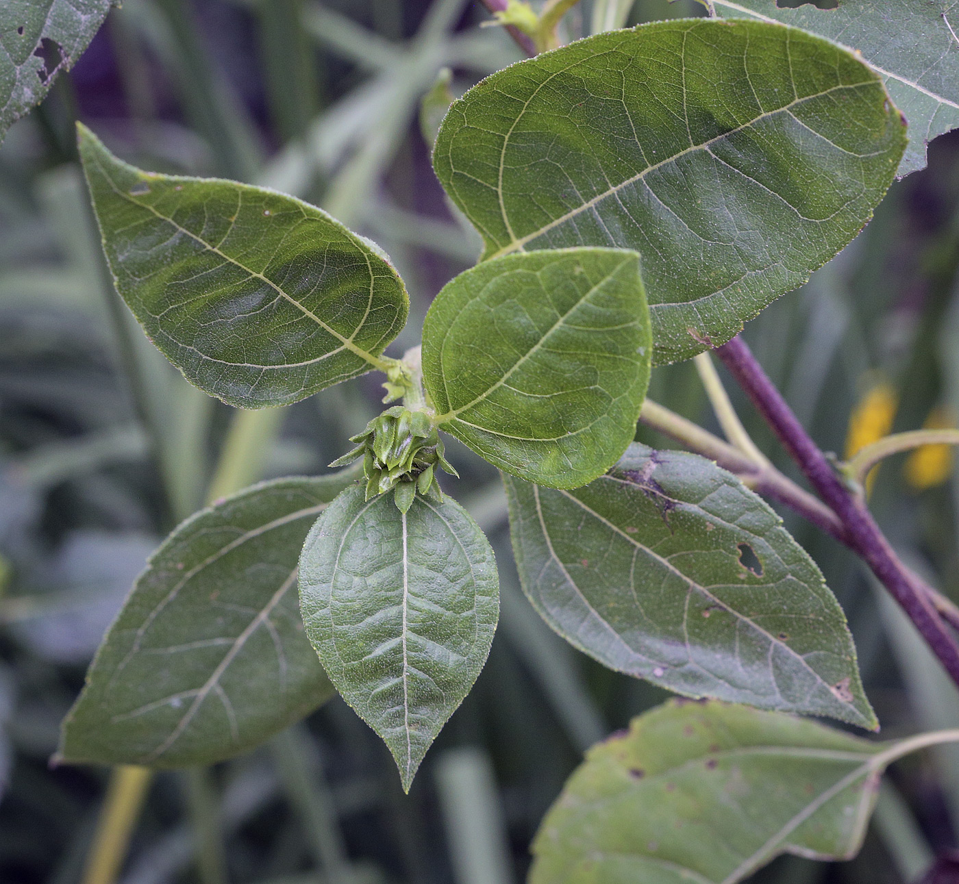 Image of genus Helianthus specimen.