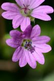 Geranium dissectum