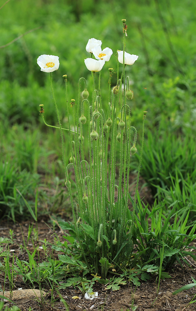 Image of Papaver amurense specimen.