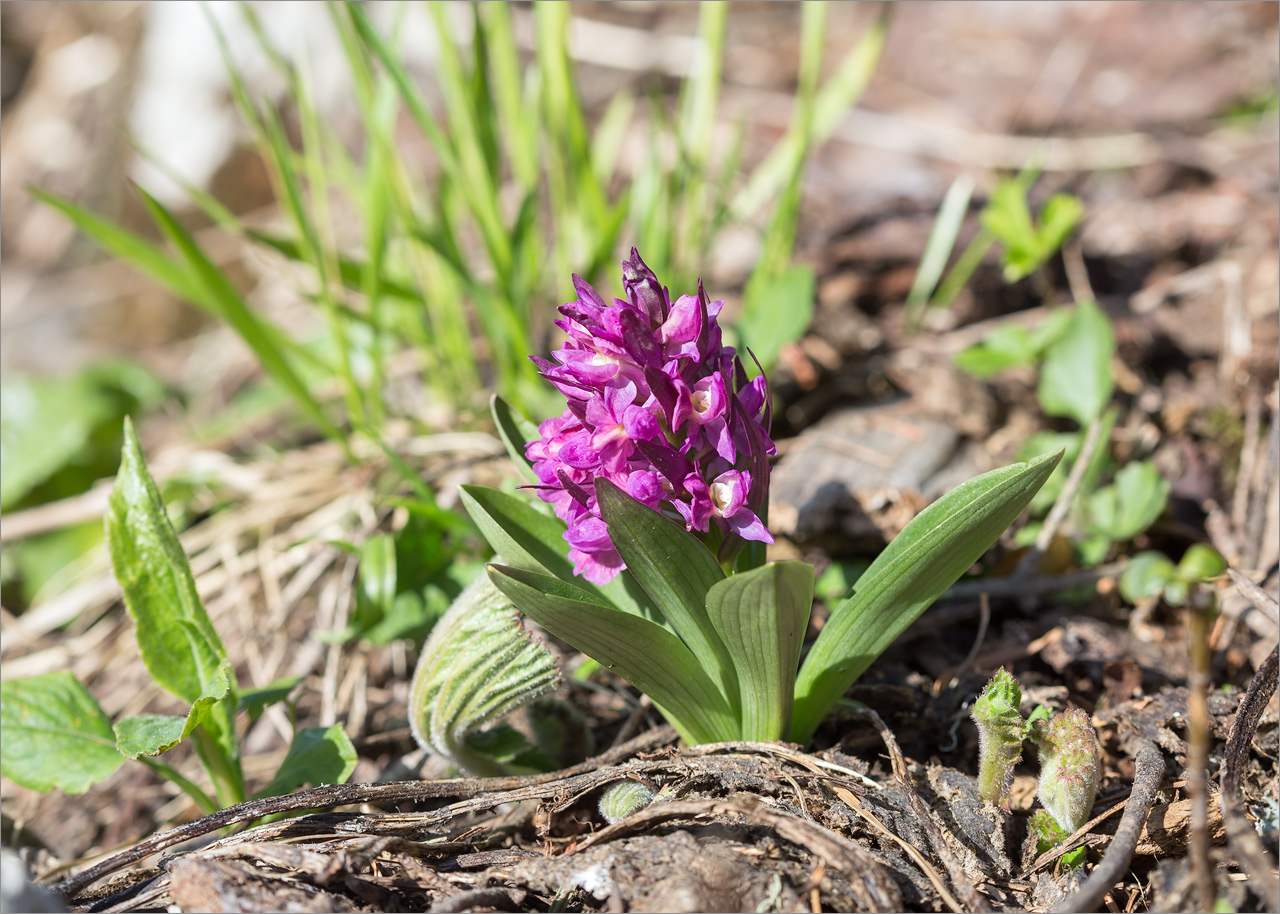 Изображение особи Dactylorhiza romana ssp. georgica.